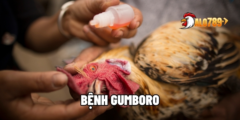 Bệnh Gumboro - Cập Nhật Phác Đồ Điều Trị Hiệu Quả Cho Gà Cùng ALO789 1 Bệnh Gumboro