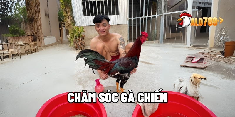Chăm sóc gà chiến