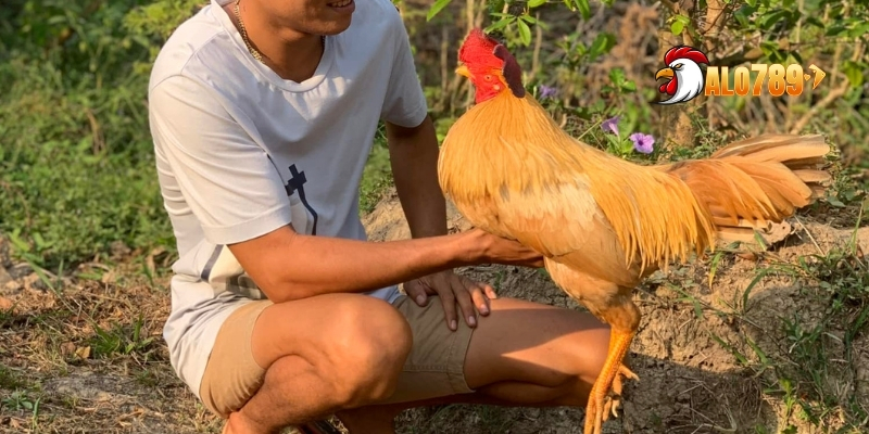 Chăm Sóc Gà Chiến - 3 Bí Quyết Nuôi Dưỡng Hiệu Quả 2 Tầm quan trọng của việc chăm sóc gà chiến