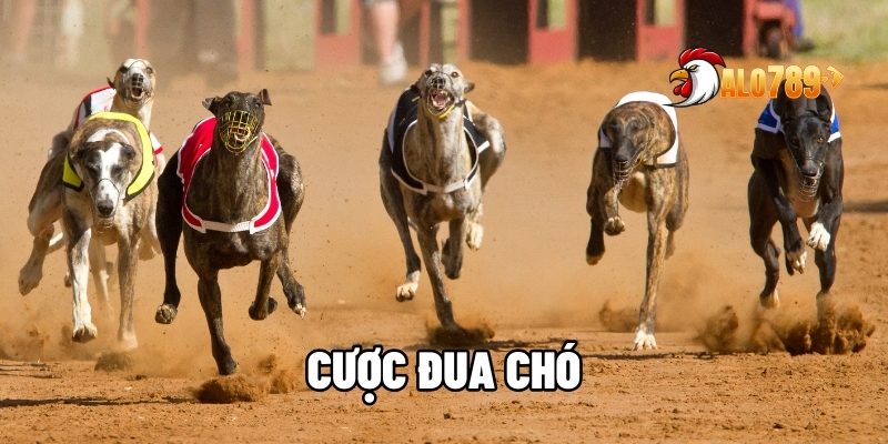 Cược Đua Chó - Lựa Chọn Hoàn Hảo Cho Các Tín Đồ Tốc Độ Tại ALO789 1 Cược đua chó