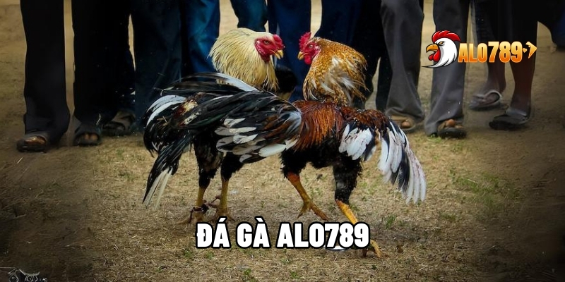 Đá Gà ALO789 - Tận Hưởng Các Trận Đấu Hay Thắng Lớn Mỗi Ngày 1 Đá gà ALO789