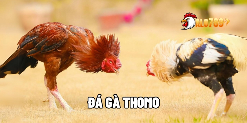 da ga thomo 1