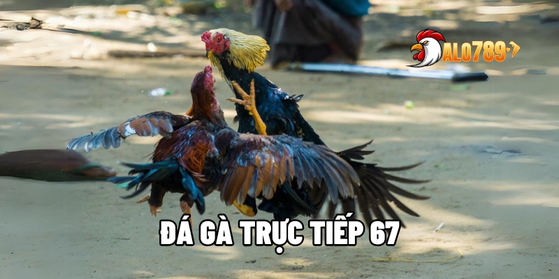 da ga truc tiep 67 1