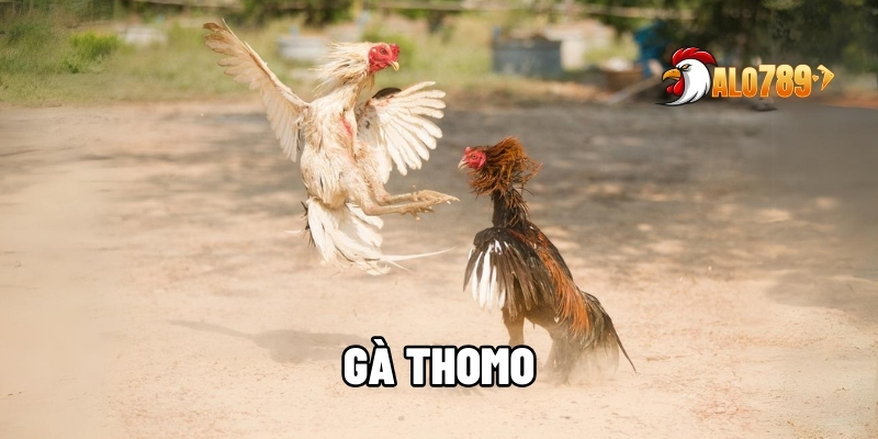 Gà Thomo